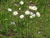 Common Oxeye Daisy - Photo (c) Christian Berg, some rights reserved (CC BY), uploaded by Christian Berg