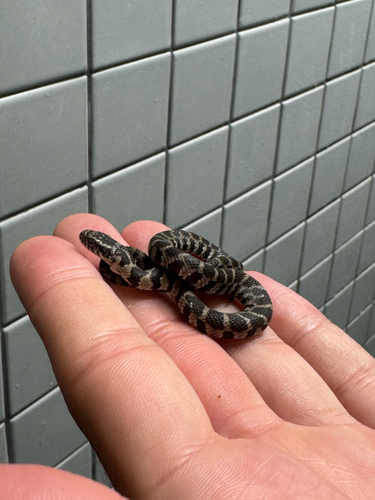 Common Watersnake