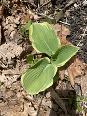 Hosta plantaginea