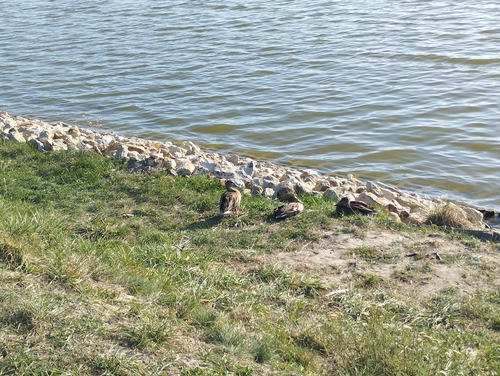 Mallard