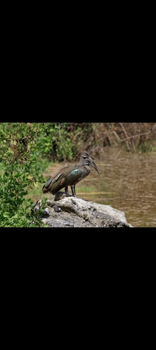iNaturalist image