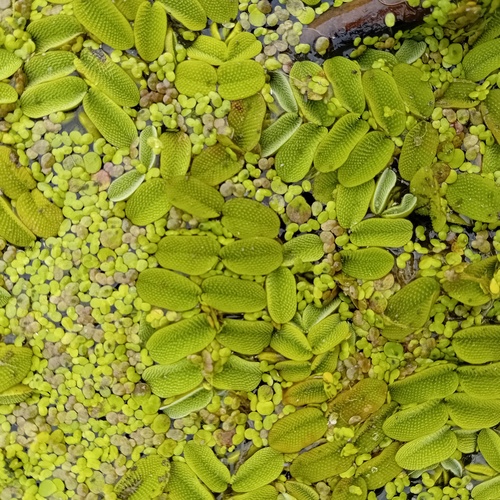floating fern