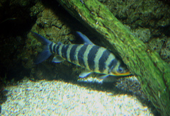 Banded Leporinus photo 4