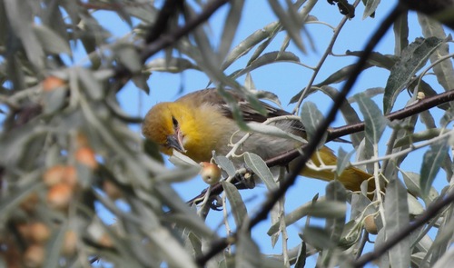 Bullock's Oriole