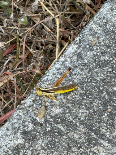 Two-striped Mermiria