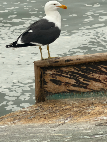iNaturalist image