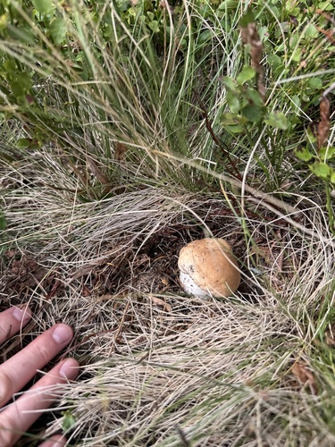King Bolete