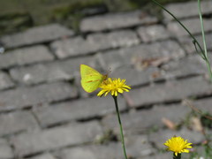 Colias dimera