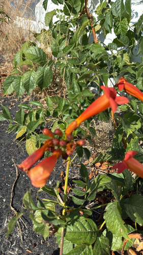 American trumpet vine