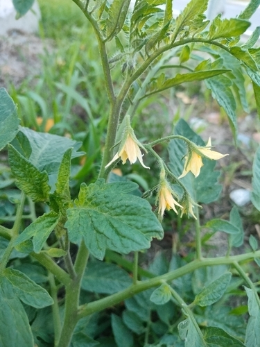 tomato