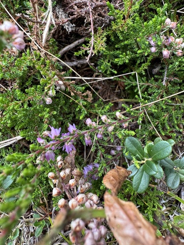 common heather