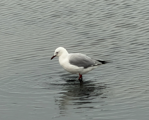 iNaturalist image