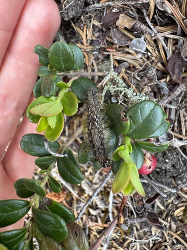 Lingonberry
