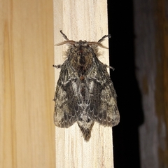 Euglyphis submarginalis