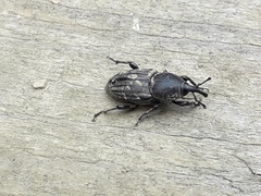 Sphenophorus striatopunctatus