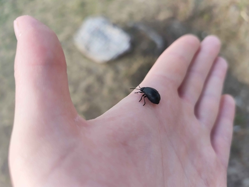black-punctured leaf beetle