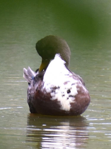 iNaturalist image