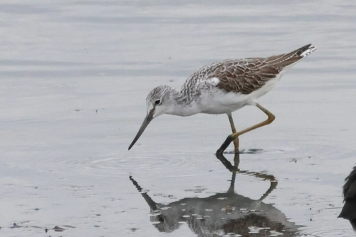 iNaturalist image