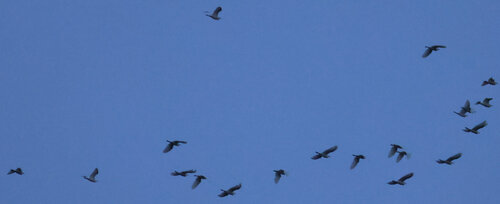iNaturalist image