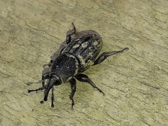 Sphenophorus striatopunctatus