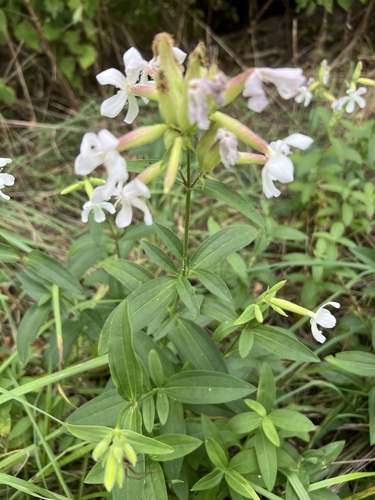 common soapwort
