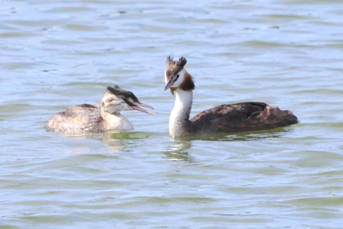 iNaturalist image