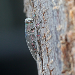 Chrysobothris affinis