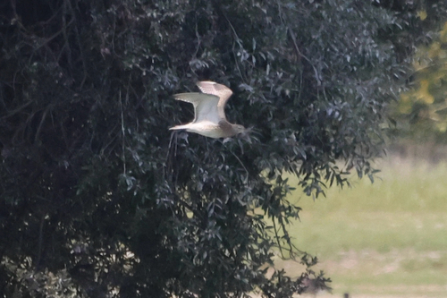 iNaturalist image