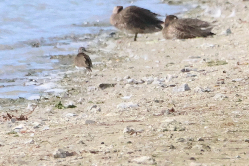 iNaturalist image
