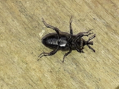 Sphenophorus striatopunctatus