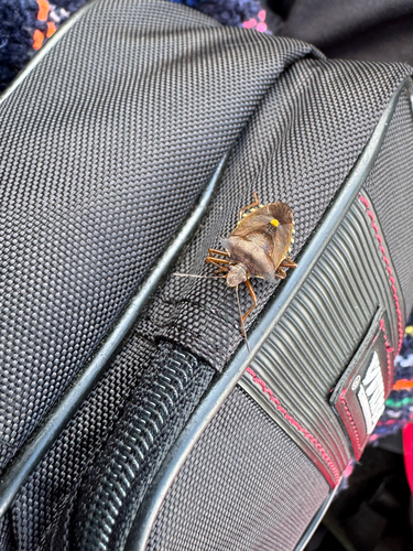 Forest Bug
