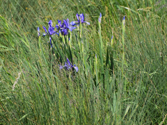 Iris spuria