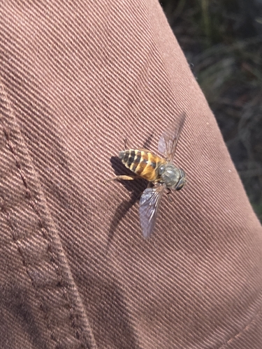 iNaturalist observation photo of Hybomitra