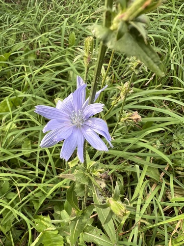 chicory