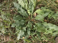 Pulmonaria mollis, photograph (c) Евгений Маринкин, some rights reserved (CC BY)