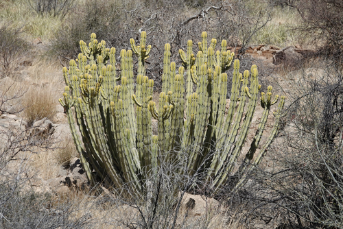 Slender Candelabra Naboom