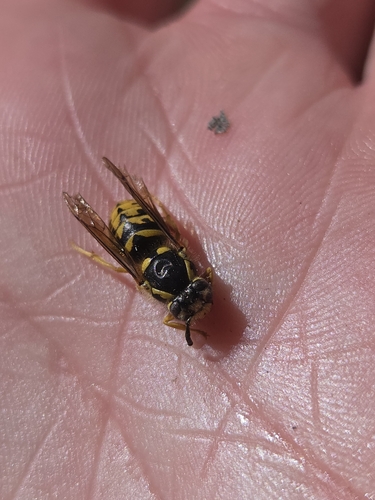 iNaturalist observation photo of Hornets and Yellowjackets