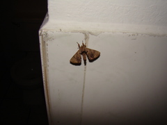 Apatelodidae