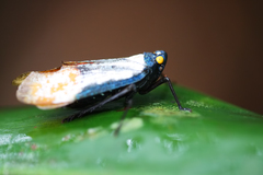 Penthicodes farinosus