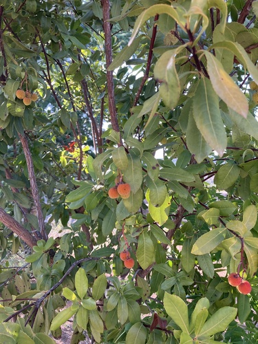 strawberry tree