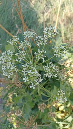 hogweed