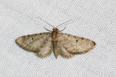Eupithecia indigata