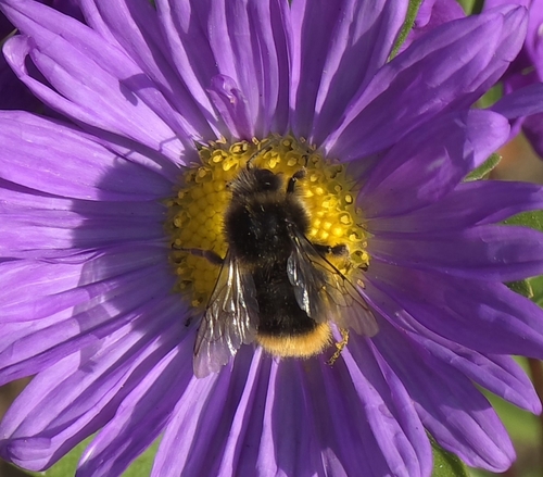 Red-tailed Bumble Bee