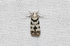 Pseudotelphusa scalella