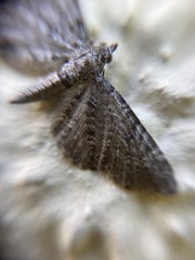 Eupithecia abbreviata