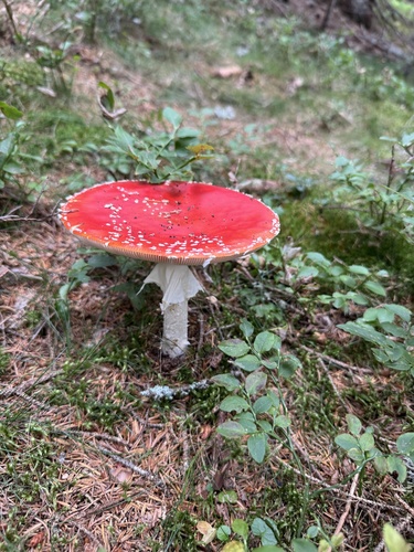 Fly Agaric