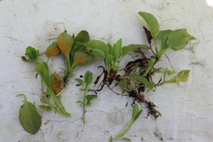 Rossmanomyces pyrolae