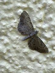 Eupithecia abbreviata
