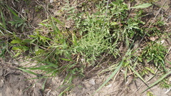 Centaurea pseudomaculosa