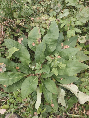 Pulmonaria mollis, photograph 5